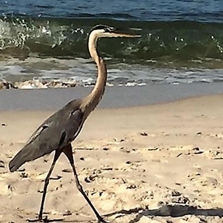 Phoenix Gulf Shores 1203 By Bender Vacation Rentals Zewnętrze zdjęcie